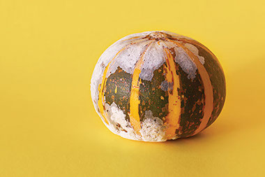 A squash that has mold on it.