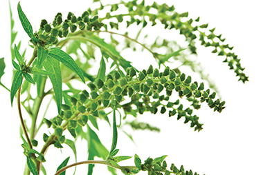 Image of ragweed.