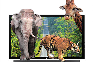 Illustration of a TV with wild animlas appearing to come out of the television set.