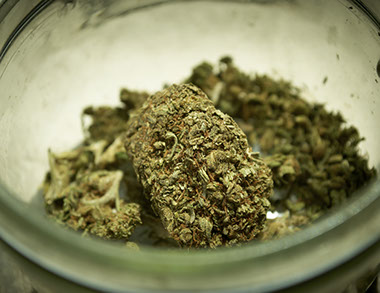 Image of marijuana.