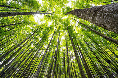 Looking up at a forrest of trees.