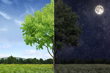 Image of tree split with daytime on one side and night on the other side.