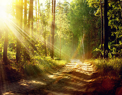 Personal mental imagery. Image of a forest trail with rays of sun beaming through the trees.