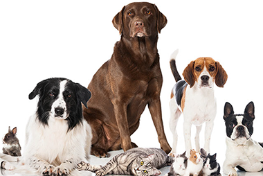 Bites on the hand that feeds it. Image of different pets, including dogs, cats, rabbits and hamsters.