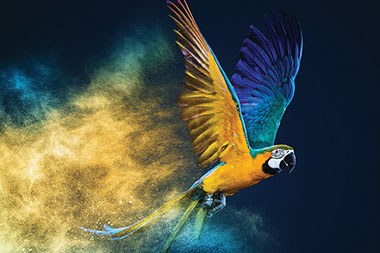 A colorful parrot. A colorful parrot.