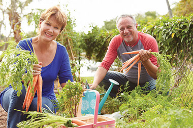 Image of couple in the garden harvesting carrots.