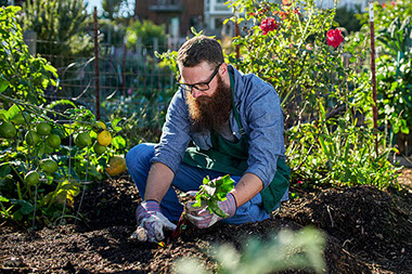 Man gardening vegetables. Man gardening vegetables.
