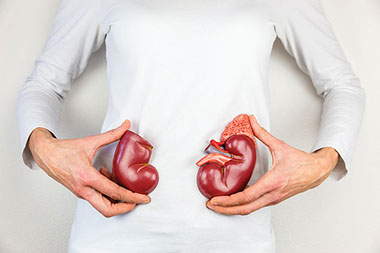 Image of person holding plastic kidneys.