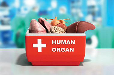 Illustration of organs.