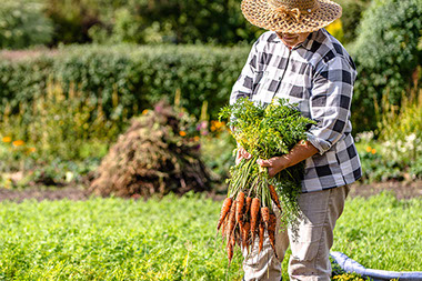 Harvesting carrots.