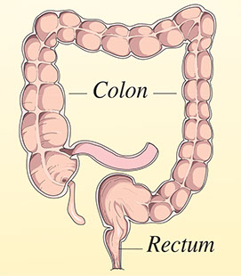 Illustration of colon and rectum.