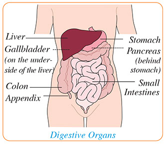 Illustration of digestive organs.