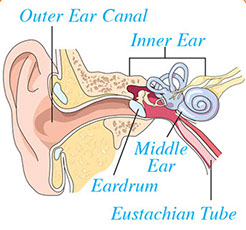Illustration of ear.