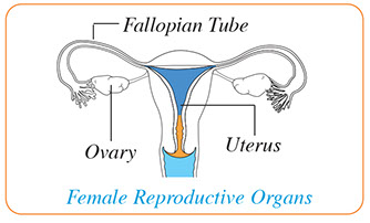Illustration of female reproductive organs.