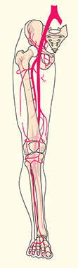 Illustration of arteries of the leg.