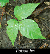 Image of posion ivy leaf.