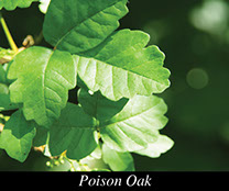 Image of poison oak leaf.