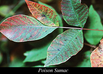 Image of poison sumac.