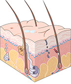 Illustration of the skin.