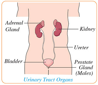 Illustraion of urinary tract organs.