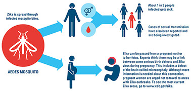 Infograph showing the zika virus.